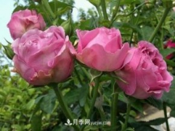 紫霧泡泡月季推薦，花色更是吸引人