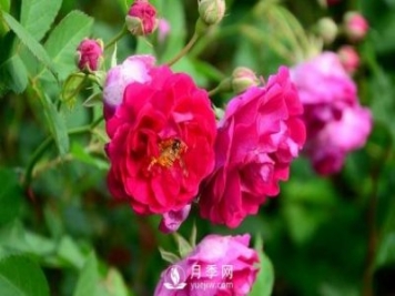 冬季該怎么修剪月季花？月季冬季修剪的要點