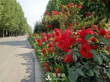月季小苗，如何養(yǎng)壯？怎樣才能養(yǎng)好月季小苗？