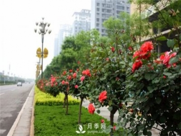 樹狀月季在東北地區(qū)能否自然越冬？樹狀月季如何過冬？