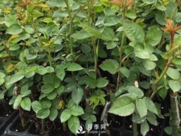月季小苗要不要摘花？