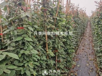藤本月季養(yǎng)護(hù)攻略，千萬別錯過！