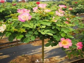棒棒糖月季樹(shù)都有哪些品種？南陽(yáng)棒棒糖月季樹(shù)的價(jià)格？