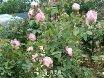 花友都喜歡的月季品種，龍沙寶石，適合做月季花門