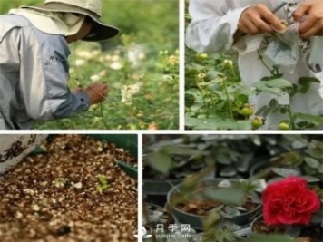 天狼月季，始終走在育種路上