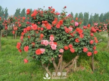 古樁月季樹(shù)緣何身價(jià)不斷翻倍？！