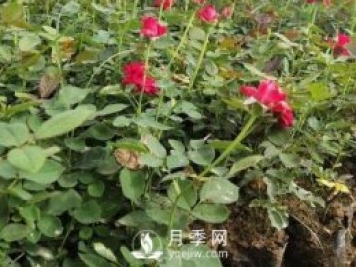月季苗栽培、養(yǎng)護、銷售日歷