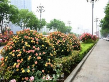 造型月季風(fēng)靡綠化行業(yè)，展現(xiàn)驚艷美化效果！