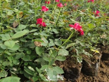月季苗價(jià)格多少一棵？南陽(yáng)月季種植基地報(bào)價(jià)