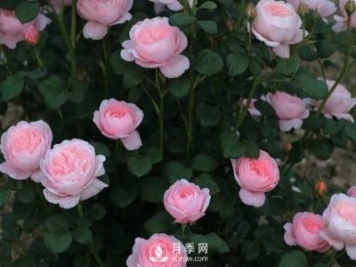 什么月季品種最有仙氣？當(dāng)屬瑞典女王月季