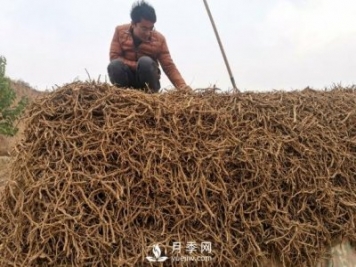 收購加工中藥材一年純利潤100多萬元，比種藥材要強(qiáng)多了
