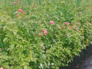 什么時候適合種月季，這樣做提高月季成活率