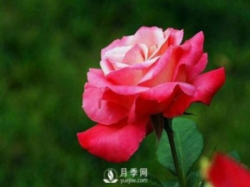 在栽培大花月季苗中，都要準(zhǔn)備些什么事情