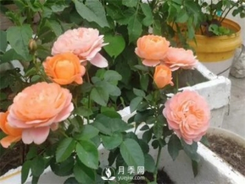 地栽的月季苗，想移栽到盆里，那么該怎么辦