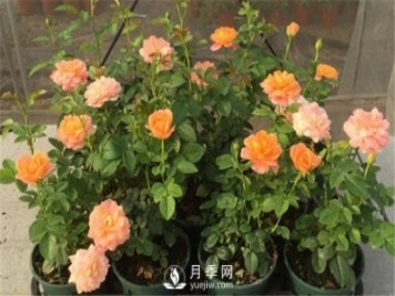 栽種南陽月季花苗選用哪種土更合適？