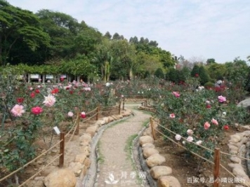 廣州“五彩繽紛”的月季花園，開滿全園，游客贊道太美了