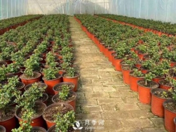 冬天必入的南陽月季裸根苗就此結(jié)束，明年盆花月季見