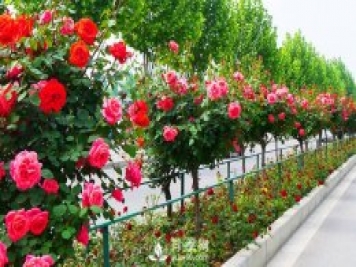 怎樣給栽植樹狀月季施肥和各種抗性