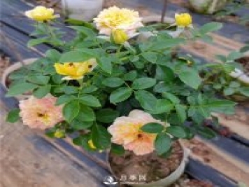 南陽(yáng)月季種植的常識(shí)