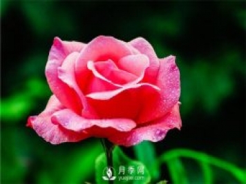 月季花的栽培以及修剪技巧有哪些？