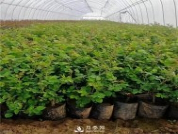 月季小苗如何移栽？苗期如何管理？