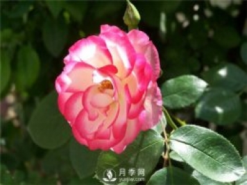 早春栽好月季花需要注意哪些方面？