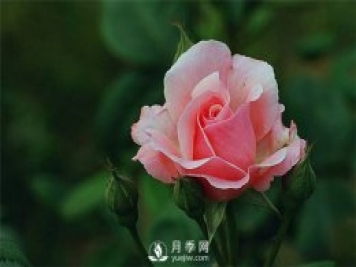 月季網(wǎng)告訴你：月季、玫瑰與薔薇有何區(qū)別，該如何分辨？