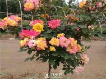 盆栽月季樹如何栽培？月季網告訴你