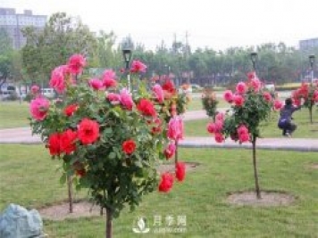 樹(shù)狀月季和棒棒糖月季能嫁接哪些月季品種？