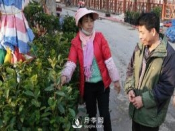 廣西巴馬：植樹造林掀高潮苗木市場(chǎng)購(gòu)銷旺