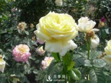 第十屆中國花博會(huì)月季苗木儲(chǔ)備技術(shù)培訓(xùn)在上海舉辦