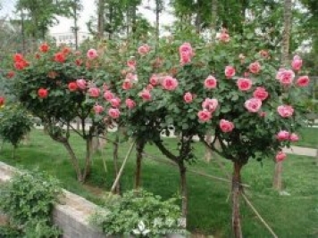 樹狀月季哪家好？