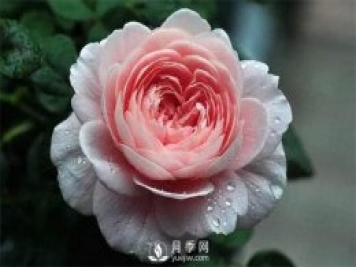 瑞典女王月季，花如其名，高貴優(yōu)雅