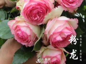 春天來(lái)了，粉龍?jiān)录臼裁辞闆r下需要抹芽？