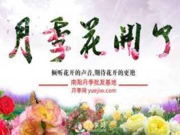 來(lái)了解下月季栽培的歷史