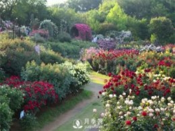 月季施肥有哪些注意事項(xiàng)？