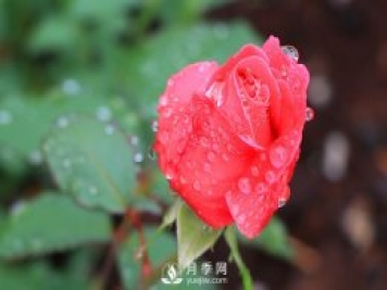 如何區(qū)分薔薇、月季、玫瑰？