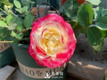 紅雙喜月季，顏色非常喜慶，名字非常俗氣