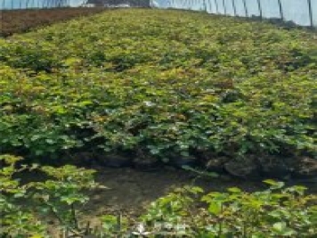 各類盆栽月季上市，南陽杯苗基地全國批發(fā)中