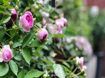 微型月季的生長習(xí)性、熱銷品種和綠化價值