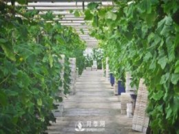 蔬菜全年種植安排計(jì)劃表：1-12月種什么菜，全都說清楚了