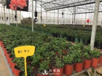 月季基地的盆栽月季已經(jīng)長成了！