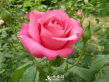 各直轄市、省會(huì)市花和市樹(shù)大全