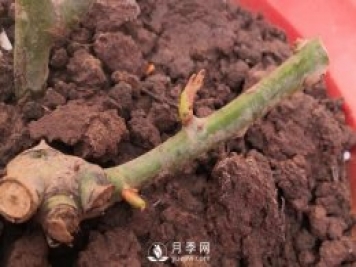 春天是個讓人欣喜的季節(jié)，一定要養(yǎng)月季花