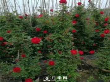 藤本月季的品種有那些？南陽藤本月季價格？