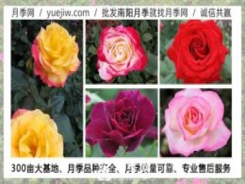 月季在什么溫度下可以施肥？月季一年四季都可以施肥