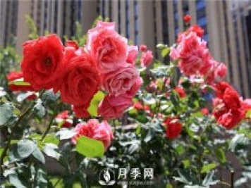 冬季月季花可以施肥嗎？