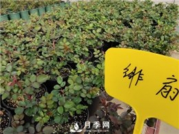 初春花卉“施肥”時機正好，要注意幾點