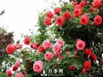花卉的品種不同，對肥料的要求也不同