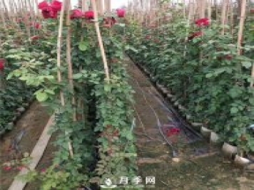 竹竿養(yǎng)月季，而且是藤本月季專用，里看看
